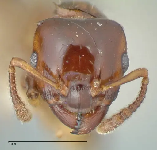 Podomyrma gratiosa specimen FOCOL1998 image focol1998_2