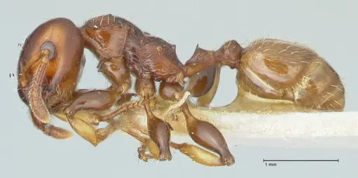 Podomyrma gratiosa specimen FOCOL1998 image focol1998_3