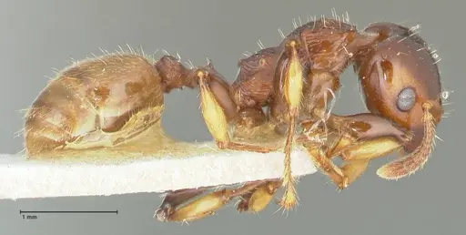 Podomyrma gratiosa specimen FOCOL1998 image focol1998_4