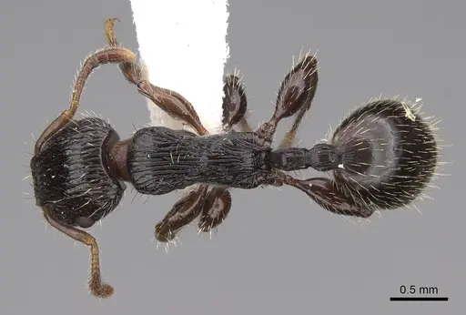 Podomyrma grossestriata specimen CASENT0922811 image casent0922811_1
