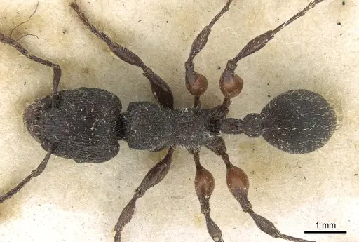 Podomyrma inermis specimen CASENT0906190 image casent0906190_1