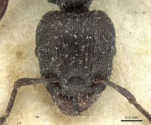 Podomyrma inermis specimen CASENT0906190 image casent0906190_2