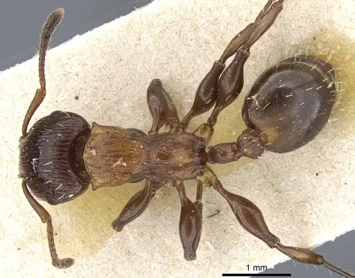 Podomyrma keysseri specimen CASENT0905748 image casent0905748_1