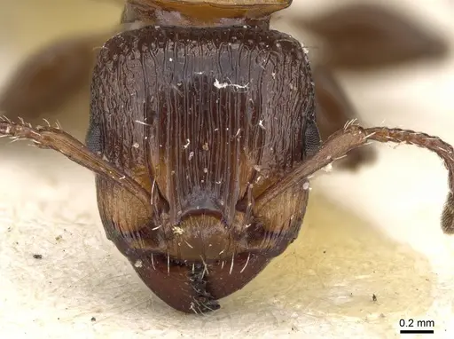 Podomyrma keysseri specimen CASENT0905748 image casent0905748_2