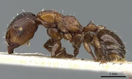 Podomyrma keysseri specimen CASENT0905748 image casent0905748_3