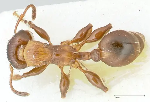 Podomyrma keysseri specimen FOCOL1980 image focol1980_1
