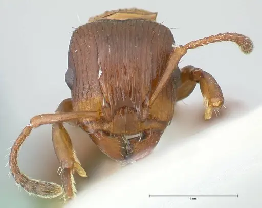 Podomyrma keysseri specimen FOCOL1980 image focol1980_2