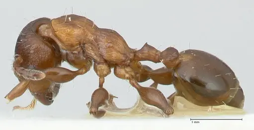 Podomyrma keysseri specimen FOCOL1980 image focol1980_3