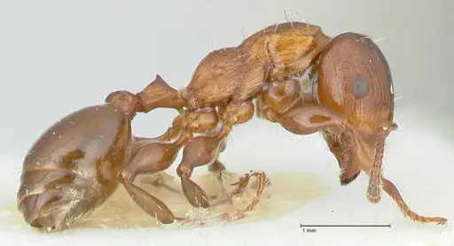 Podomyrma keysseri specimen FOCOL1980 image focol1980_4