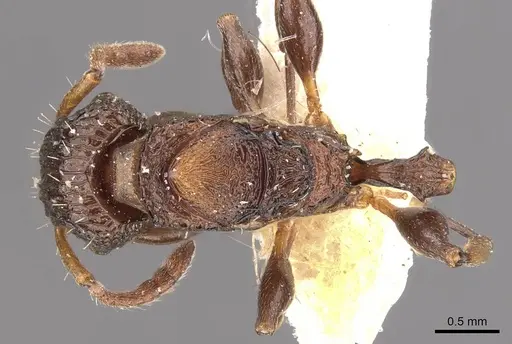 Podomyrma kitschneri specimen CASENT0908960 image casent0908960_1
