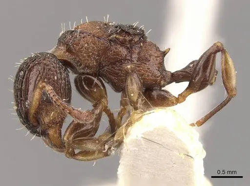 Podomyrma kitschneri specimen CASENT0908960 image casent0908960_3