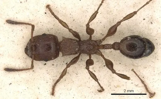 Podomyrma laevifrons specimen CASENT0901390 image casent0901390_1