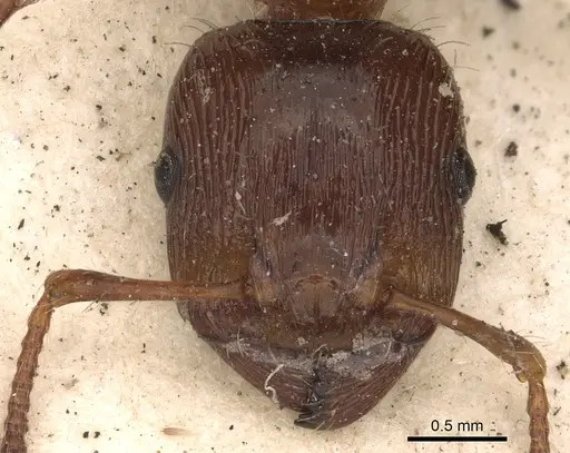 Podomyrma laevifrons specimen CASENT0901390 image casent0901390_2