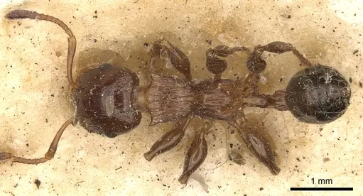 Podomyrma laevifrons specimen CASENT0901391 image casent0901391_1