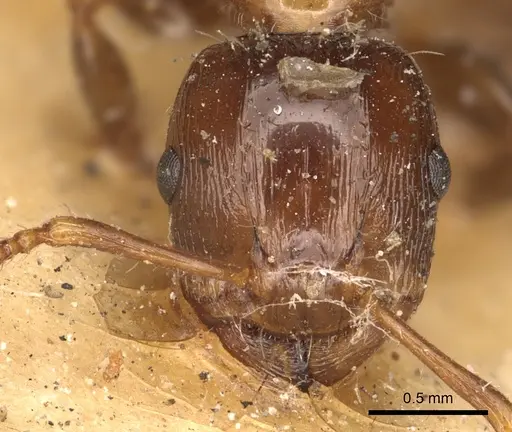 Podomyrma laevifrons specimen CASENT0901391 image casent0901391_2