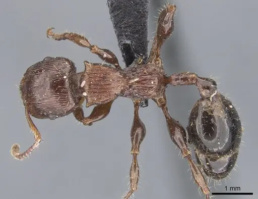 Podomyrma laevifrons specimen CASENT0902001 image casent0902001_1
