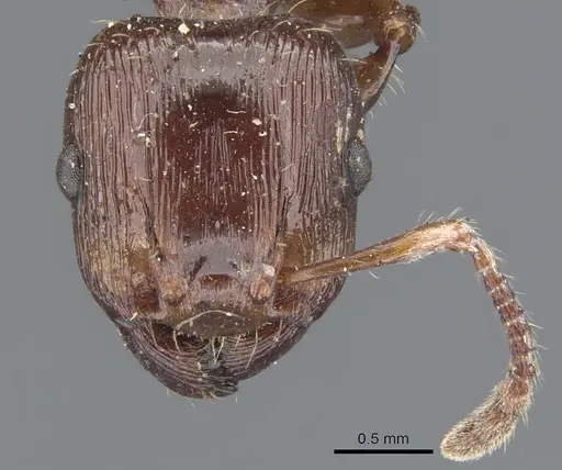 Podomyrma laevifrons specimen CASENT0902001 image casent0902001_2