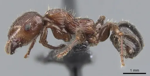 Podomyrma laevifrons specimen CASENT0902001 image casent0902001_3