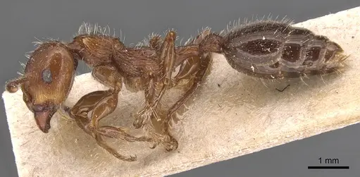 Podomyrma laevifrons specimen CASENT0904707 image casent0904707_3