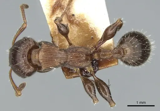 Podomyrma laevifrons specimen CASENT0906186 image casent0906186_1