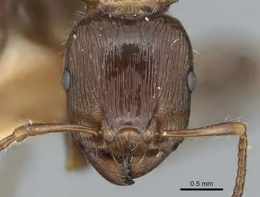 Podomyrma laevifrons specimen CASENT0906186 image casent0906186_2