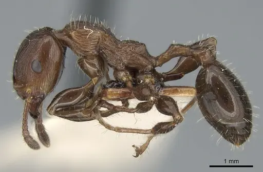 Podomyrma laevifrons specimen CASENT0906186 image casent0906186_3