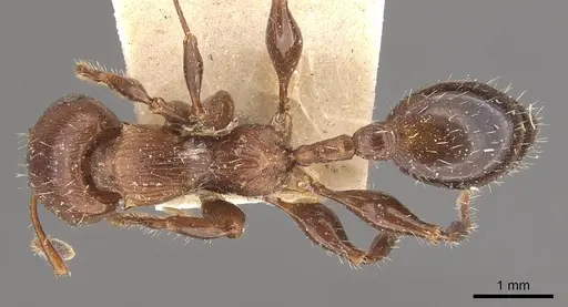 Podomyrma laevifrons specimen CASENT0908973 image casent0908973_1