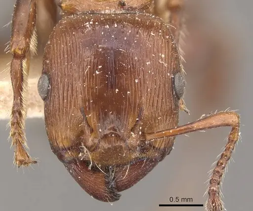 Podomyrma laevifrons specimen CASENT0908973 image casent0908973_2