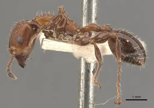 Podomyrma laevifrons specimen CASENT0908973 image casent0908973_3