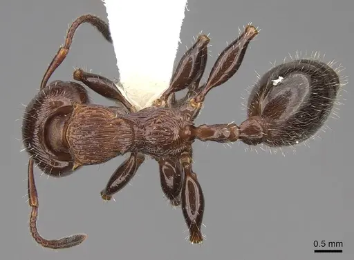 Podomyrma laevifrons specimen CASENT0922812 image casent0922812_1
