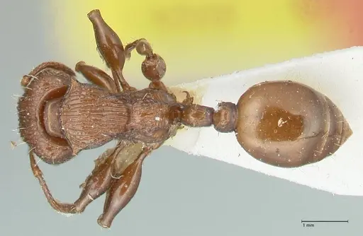 Podomyrma laevifrons specimen FOCOL1975 image focol1975_1