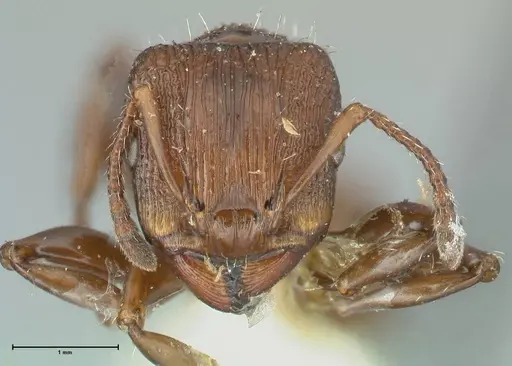 Podomyrma laevifrons specimen FOCOL1975 image focol1975_2