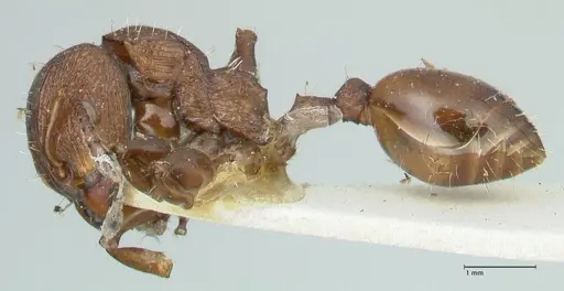 Podomyrma laevifrons specimen FOCOL1975 image focol1975_3