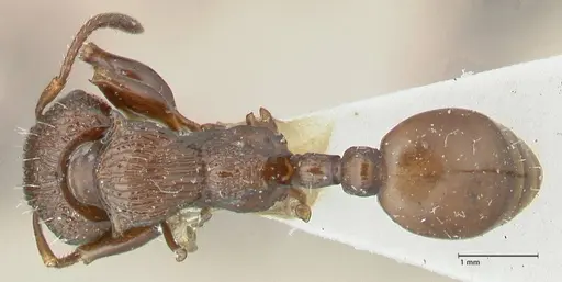 Podomyrma laevifrons specimen FOCOL1976 image focol1976_1