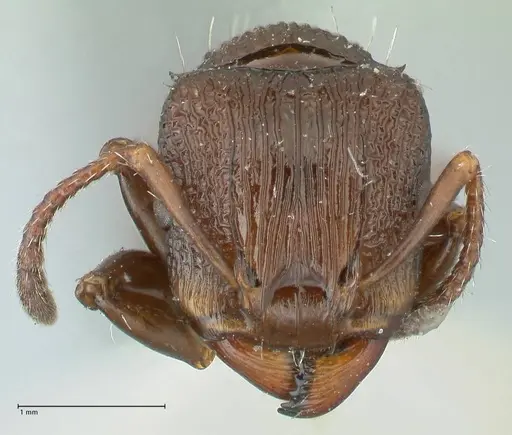 Podomyrma laevifrons specimen FOCOL1976 image focol1976_2
