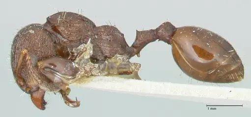Podomyrma laevifrons specimen FOCOL1976 image focol1976_3