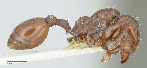 Podomyrma laevifrons specimen FOCOL1976 image focol1976_4
