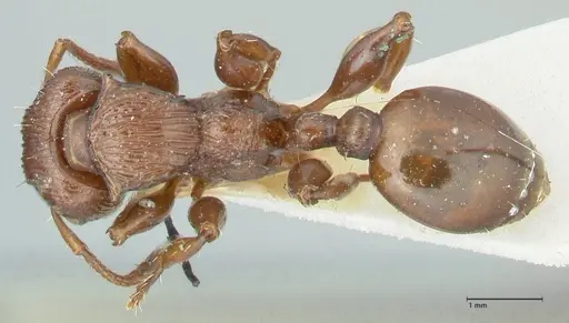 Podomyrma laevifrons specimen FOCOL1977 image focol1977_1