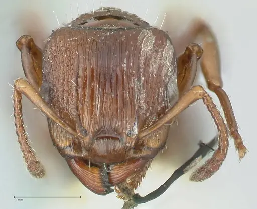 Podomyrma laevifrons specimen FOCOL1977 image focol1977_2