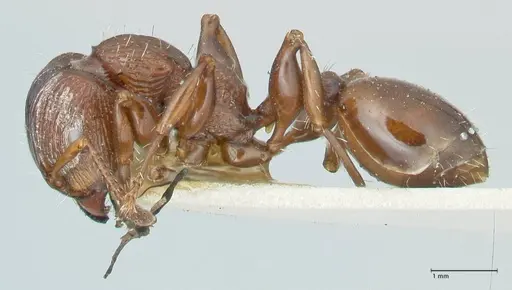 Podomyrma laevifrons specimen FOCOL1977 image focol1977_3