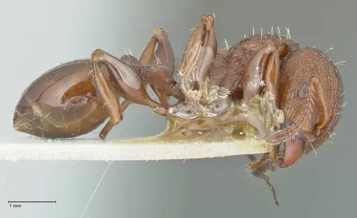 Podomyrma laevifrons specimen FOCOL1977 image focol1977_4