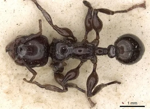 Podomyrma laevissima specimen CASENT0901395 image casent0901395_1