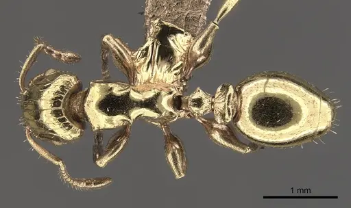 Podomyrma lampros specimen CASENT0908974 image casent0908974_1