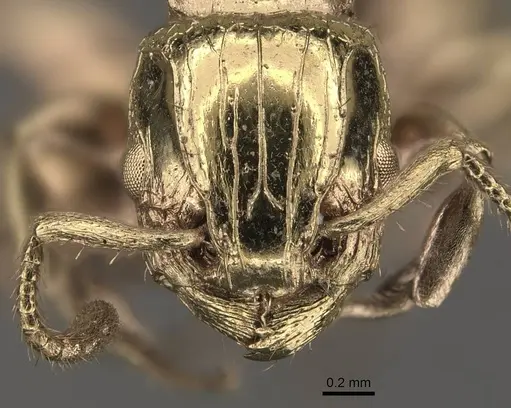 Podomyrma lampros specimen CASENT0908974 image casent0908974_2