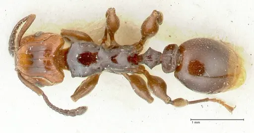 Podomyrma lampros specimen FOCOL1983 image focol1983_1