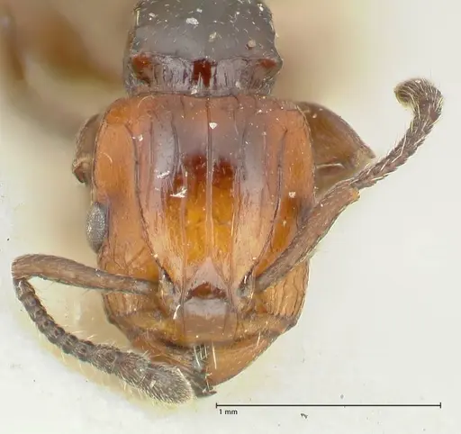 Podomyrma lampros specimen FOCOL1983 image focol1983_2