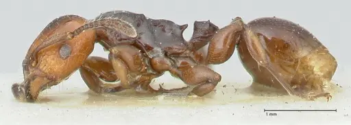 Podomyrma lampros specimen FOCOL1983 image focol1983_3