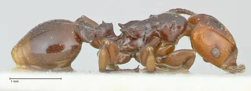 Podomyrma lampros specimen FOCOL1983 image focol1983_4