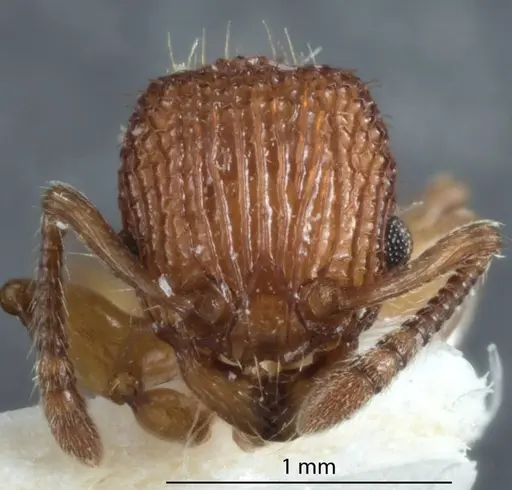 Podomyrma libra specimen JDM32-004060 image jdm32-004060_2