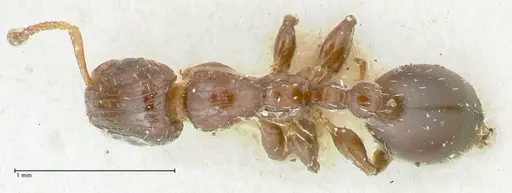 Podomyrma macrophthalma specimen FOCOL1965 image focol1965_1
